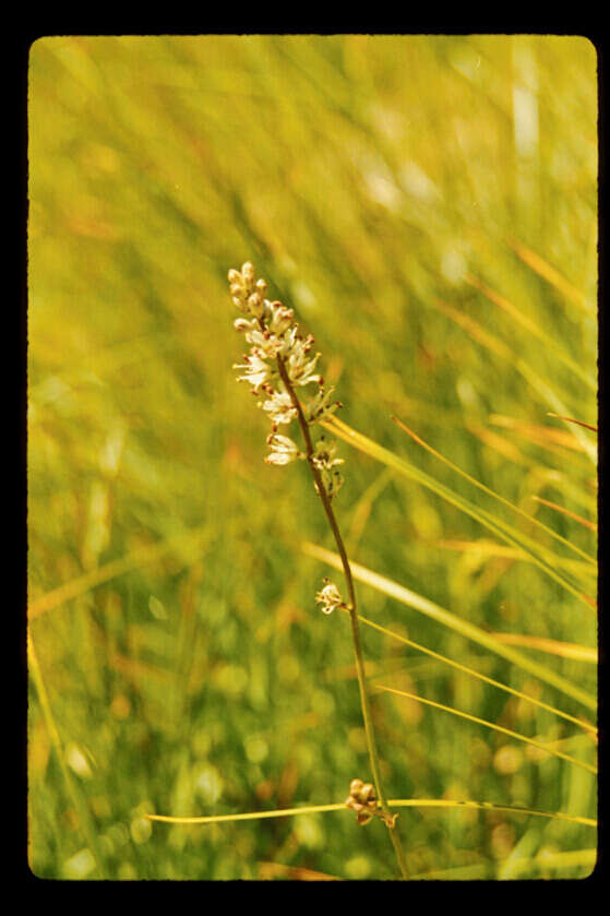 Image of Klamath rushlily