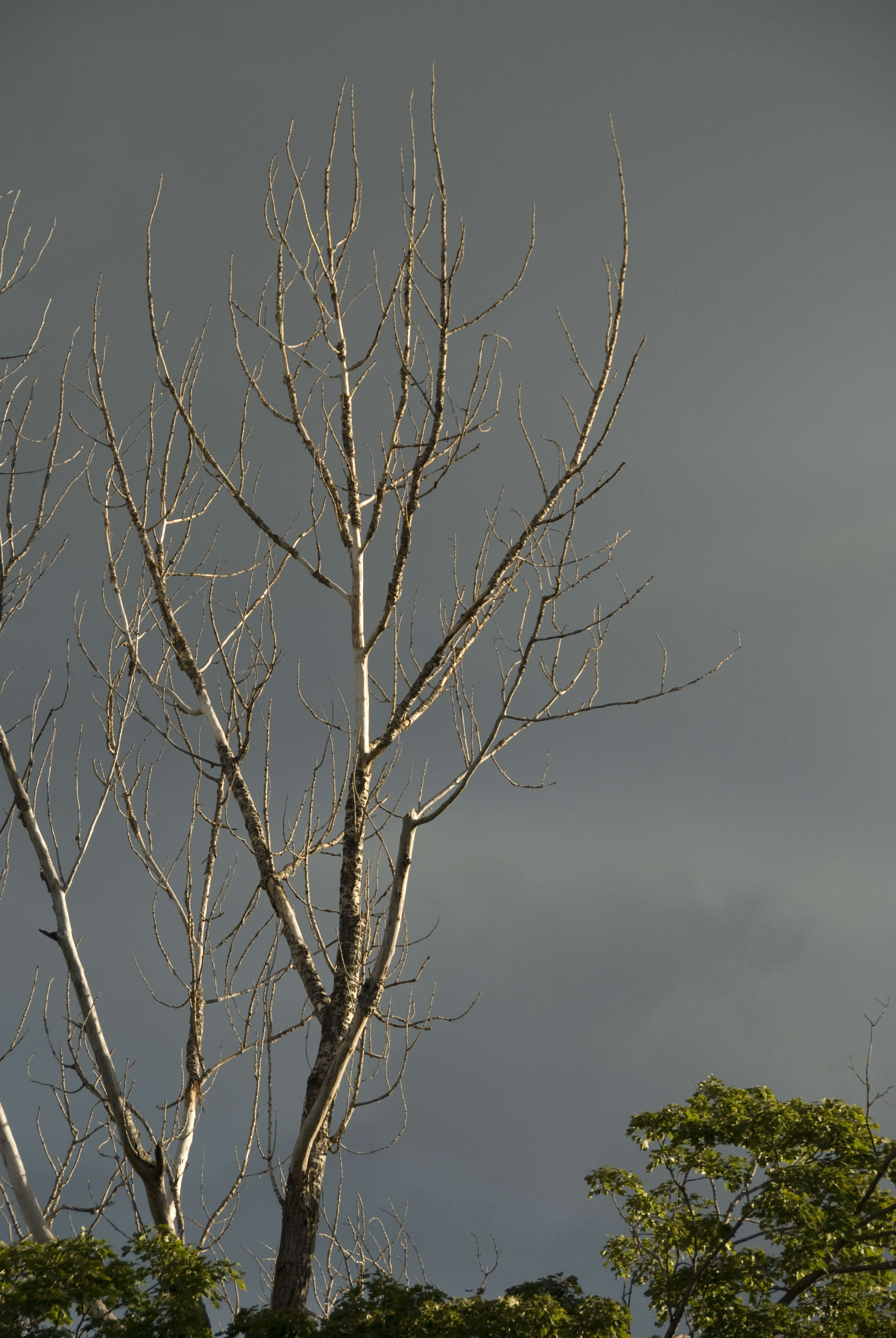 Image of eastern cottonwood