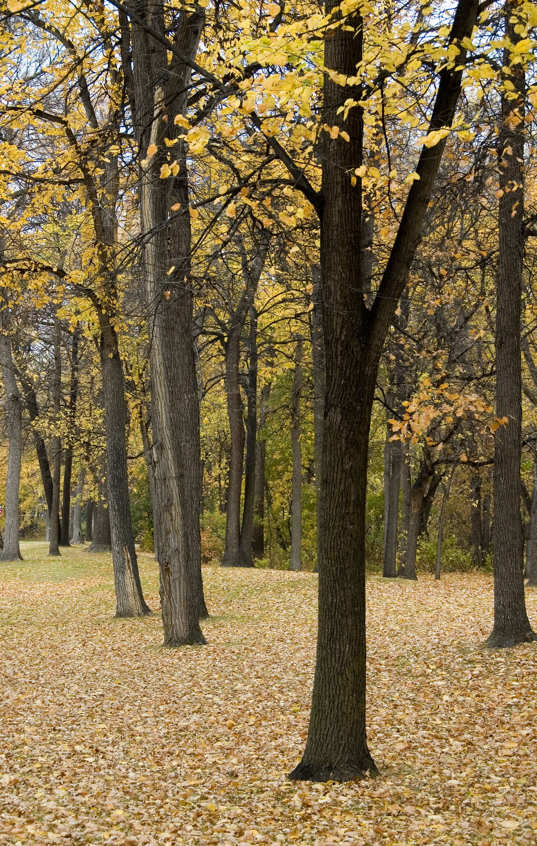 Image of American elm