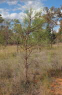 Image of Wiry Wattle