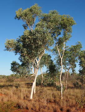 Image of white eucalyptus