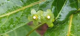 Image of Matelea campechiana (Standl.) R. E. Woodson