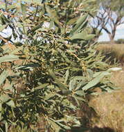 Sivun Acacia cambagei R. T. Baker kuva