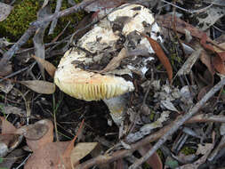 Image of Amanita ochrophylla (Cooke & Massee) Cleland 1924