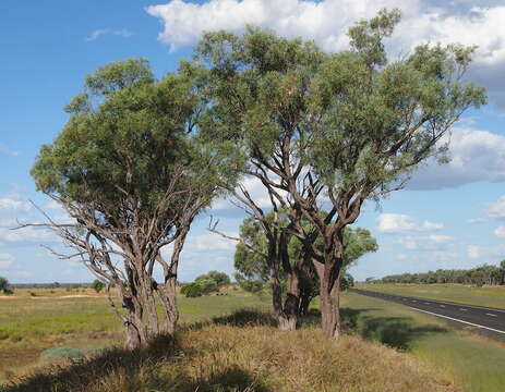 Image of gidgee