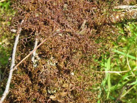 Image of Tamarisk Scalewort