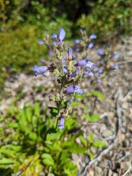 Image of Siskiyou beardtongue