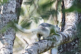 Image of Finlayson’s Squirrel