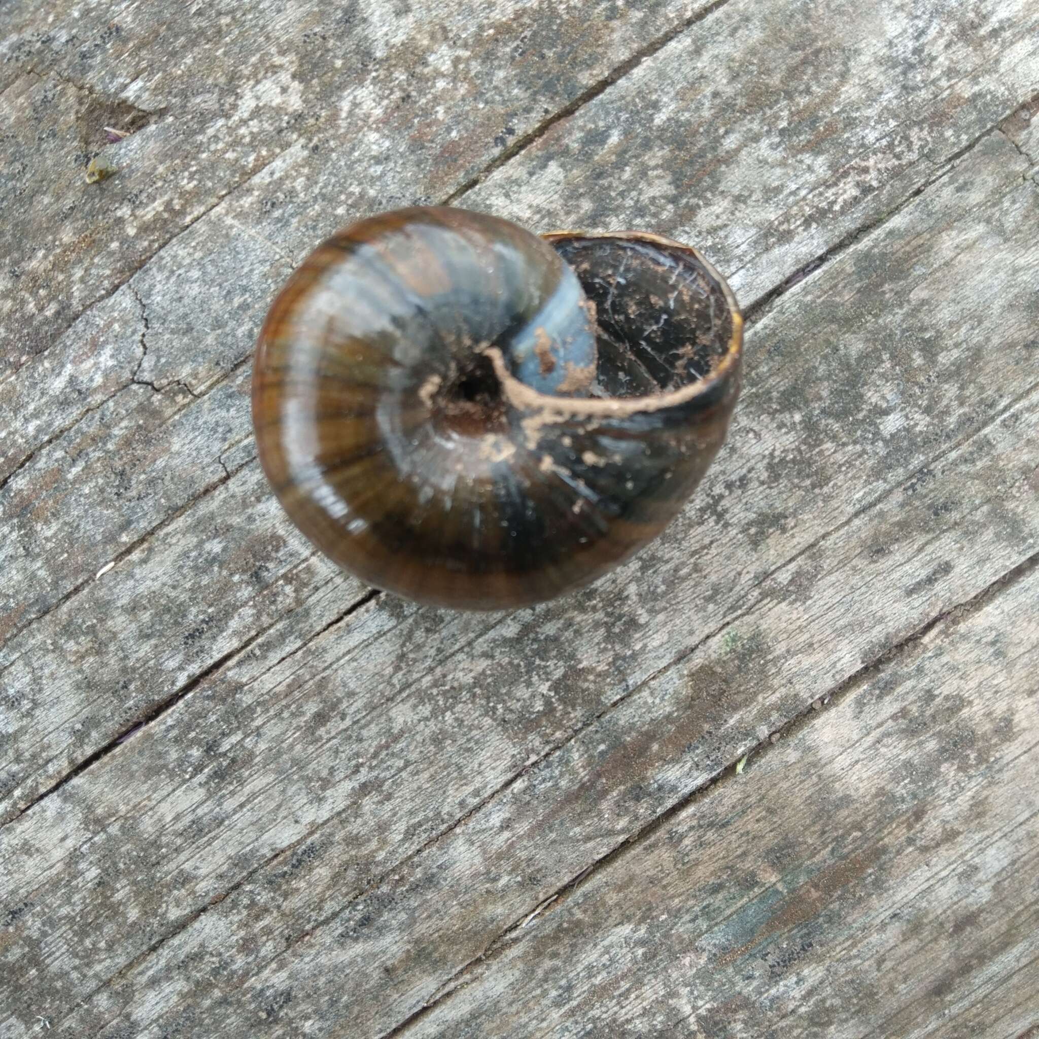 Image of Powelliphanta marchanti (Powell 1932)