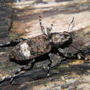 Image of Longleg Fungus Weevil