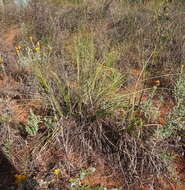 Image of Australian millet