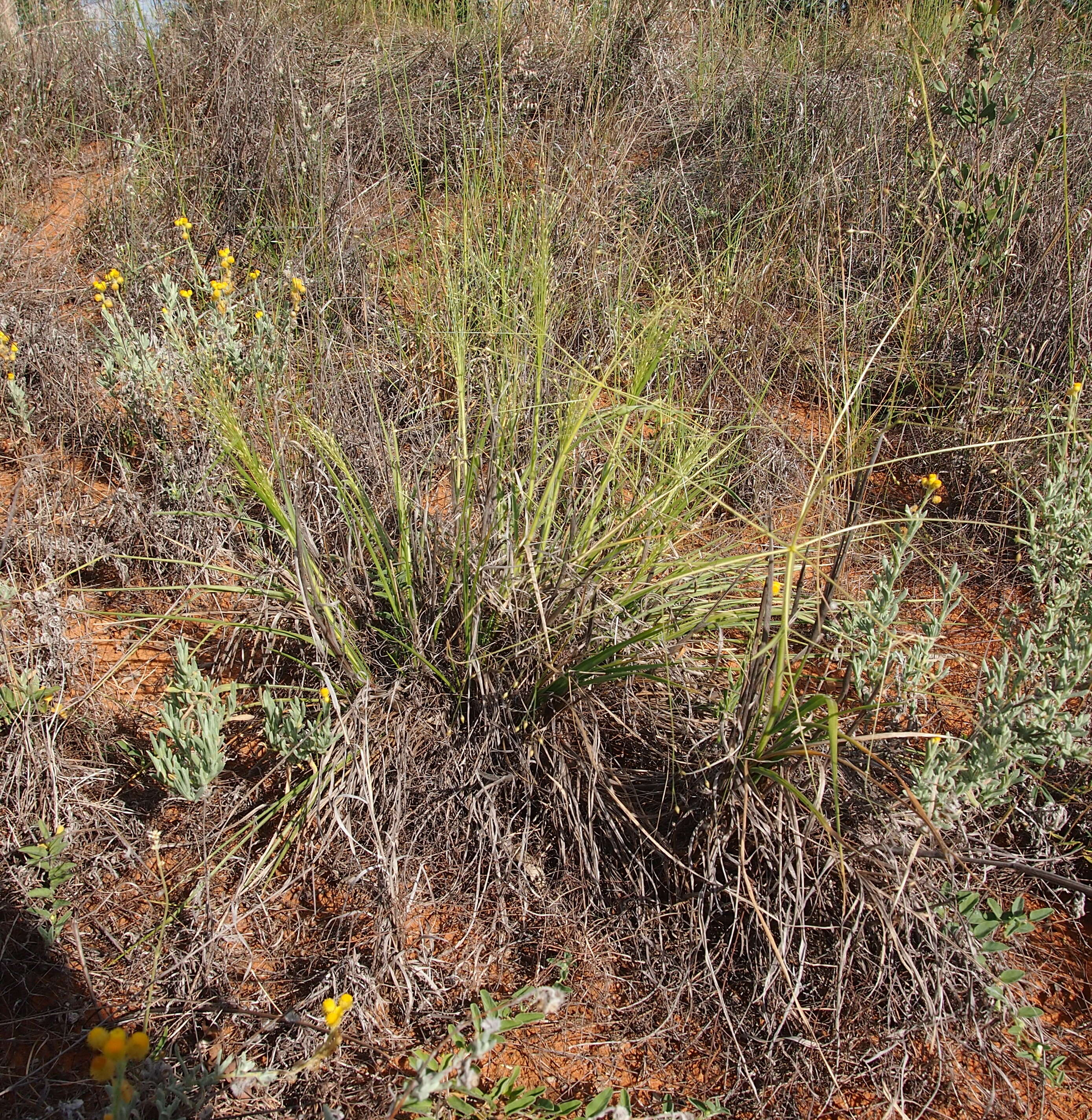 Image of Australian millet