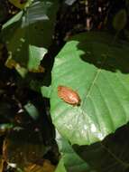 Pseudophoraspis nebulosa (Burmeister 1838) resmi