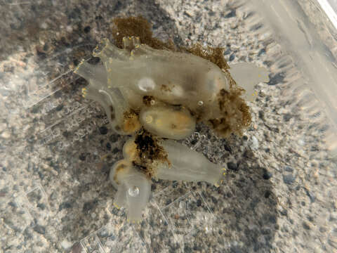 Image of Sea squirt