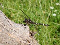 Image of Giant bush dragonflies