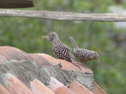 Image of Fasciated Wren