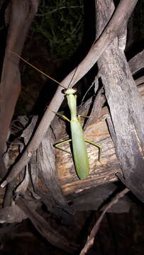 Image of Trachymantis dentifrons Stal 1877