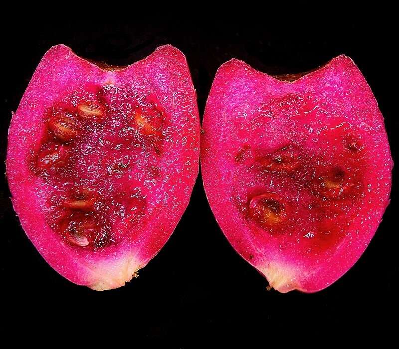 Image of Eastern Prickly Pear