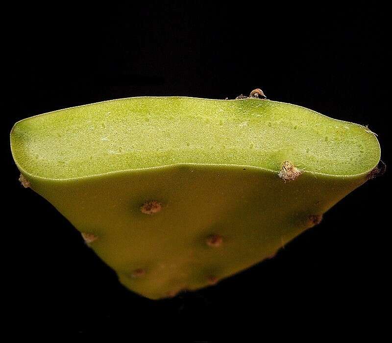 Image of Eastern Prickly Pear