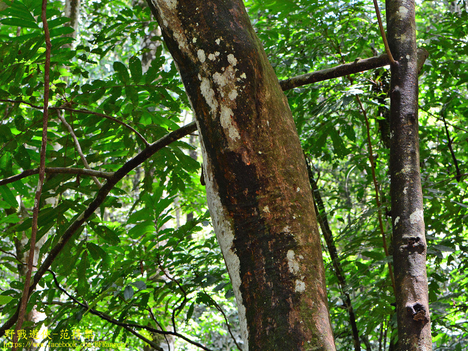 Image of Asian pygmy squirrel