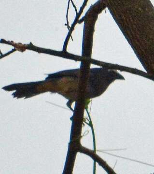 Image of Cinnamon-bellied Saltator