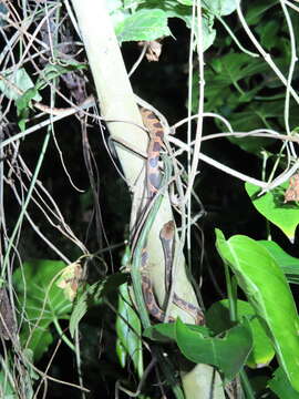 Image of Banded Cat-eyed Snake