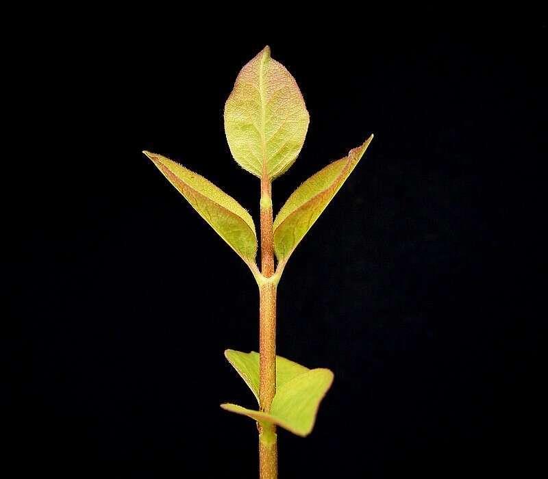 Image of common snowberry