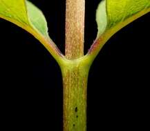 Image of common snowberry