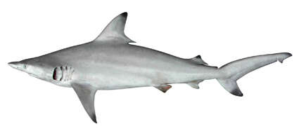 Слика од Carcharhinus limbatus (Müller & Henle 1839)