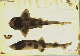 Image of Australian Swellshark