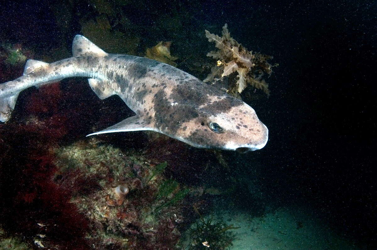 Image of Australian Swellshark