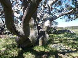 Image of snow gum