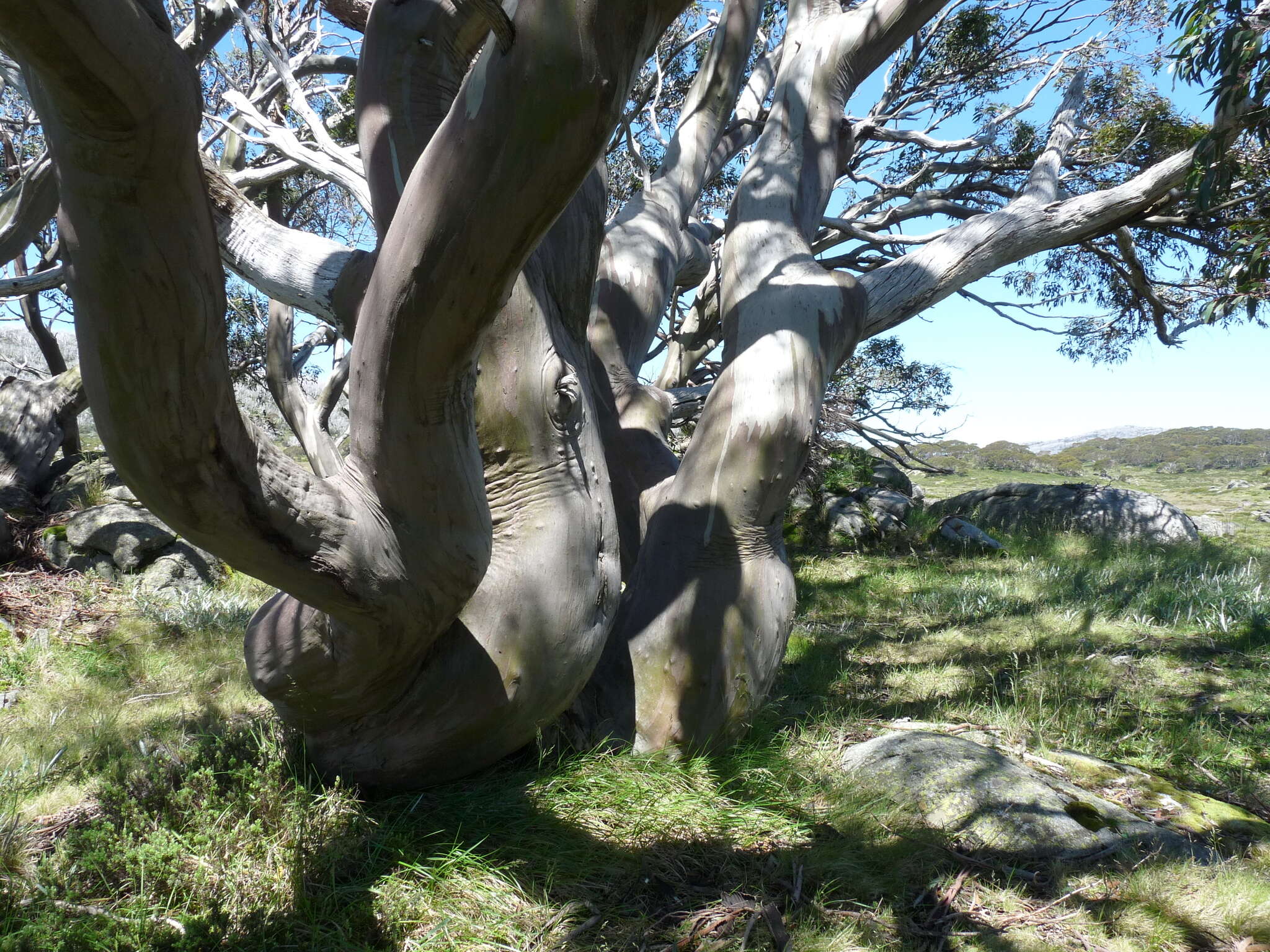 Image of snow gum