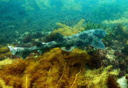 Image of Australian Swellshark