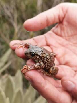 Image of Elegant Robber Frog