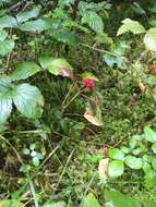 Rubus saxatilis L. resmi