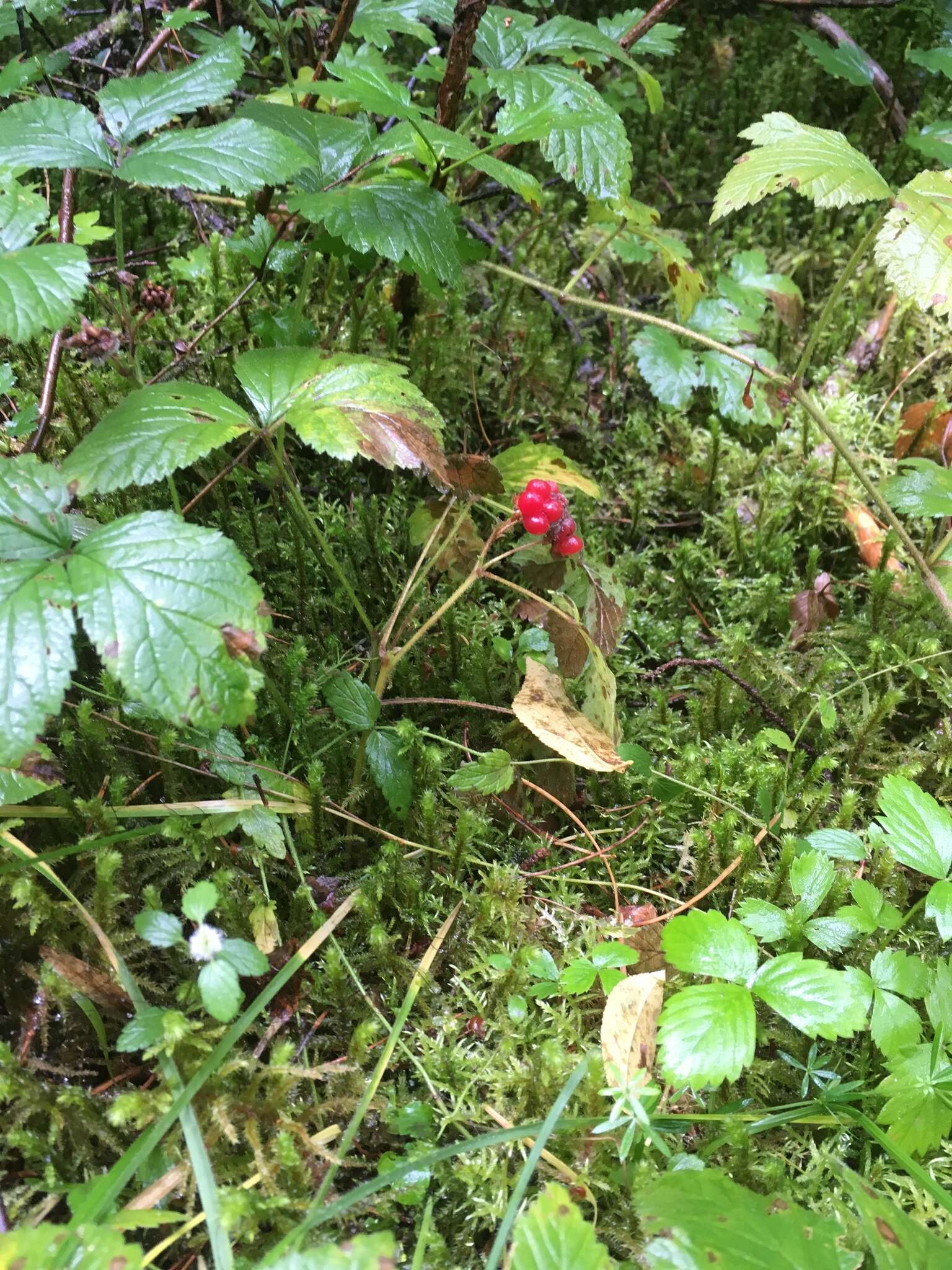 Image of Stone Bramble