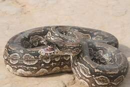 Boa constrictor occidentalis Philippi 1873 resmi