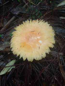 Image of Amanita hayalyuy D. Arora & G. H. Shepard 2008