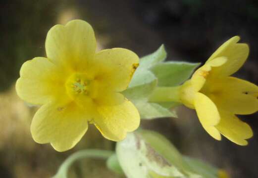 Image of Cowslip