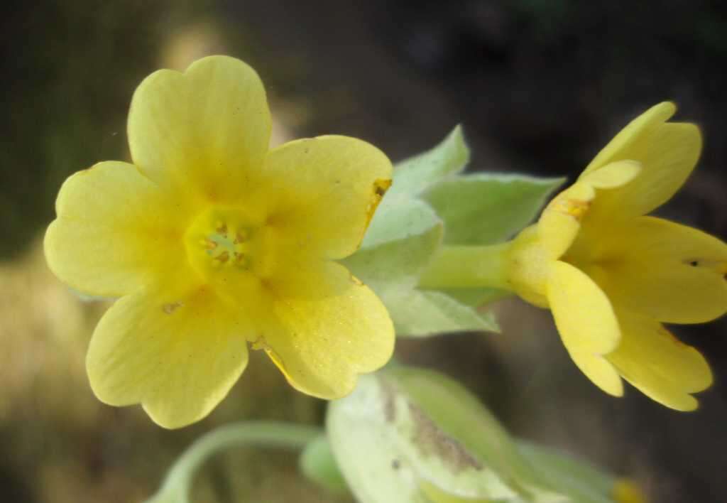 Image of Cowslip