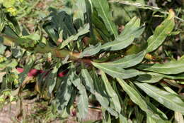 Image of Wood Spurge