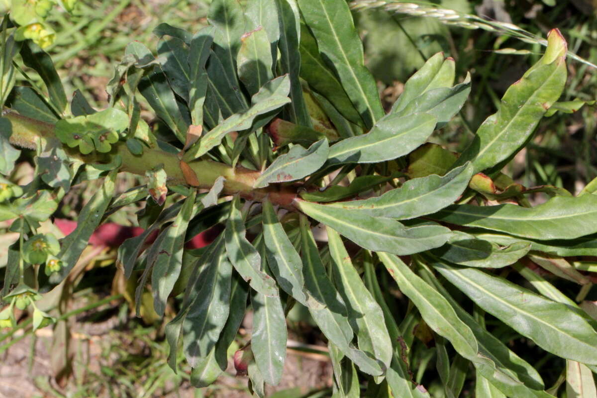 Image of Wood Spurge