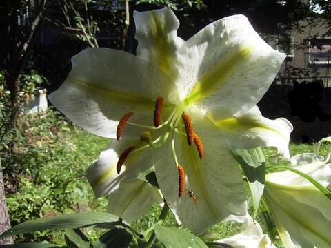 Image de Lilium auratum Lindl.