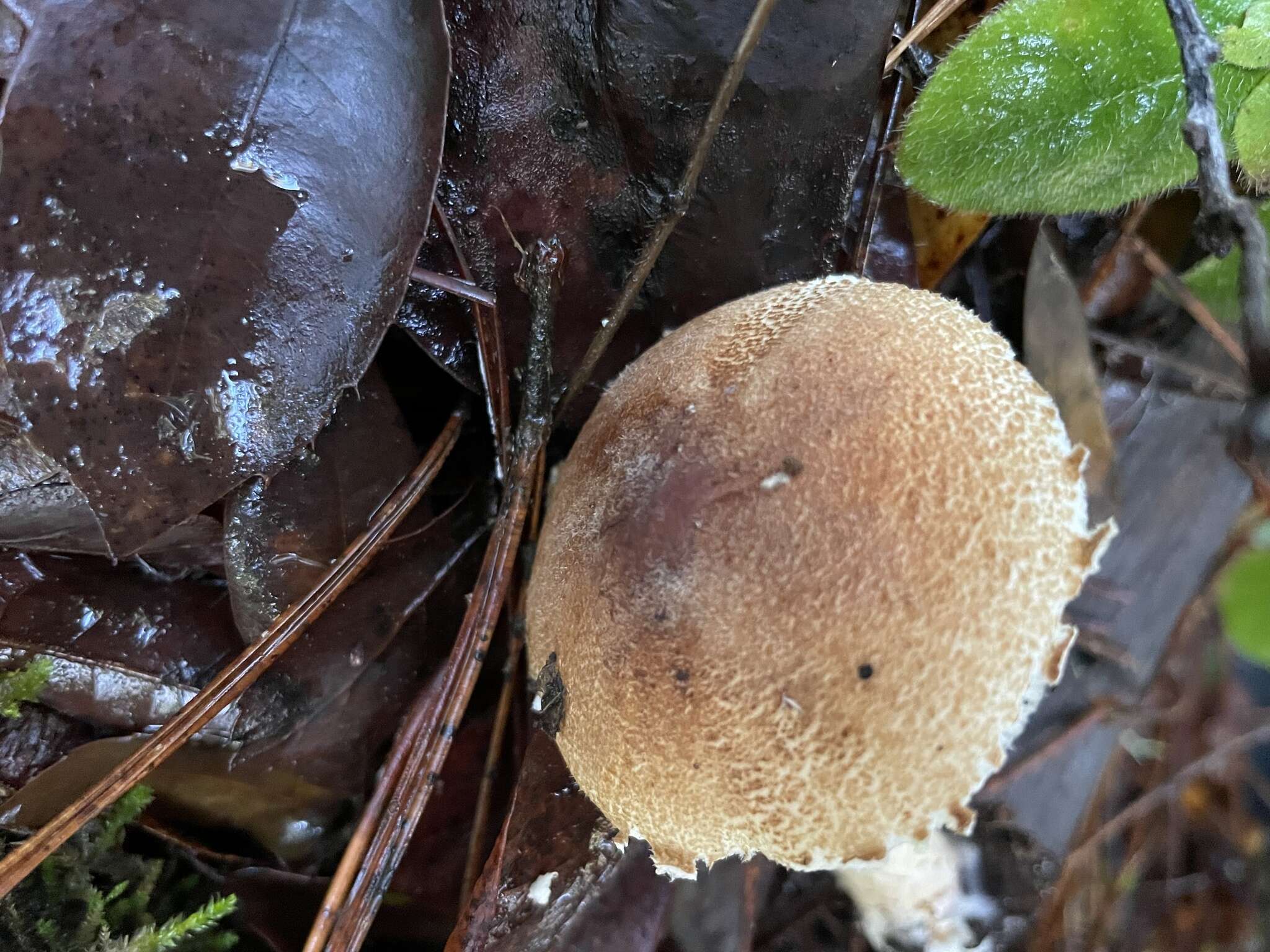 Lepiota spheniscispora Vellinga 2001 resmi