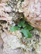 Image of Asplenium hybridum (Milde) A. J. Bange