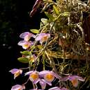 Image de Dendrobium loddigesii Rolfe