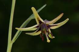 Fritillaria brandegeei Eastw. resmi