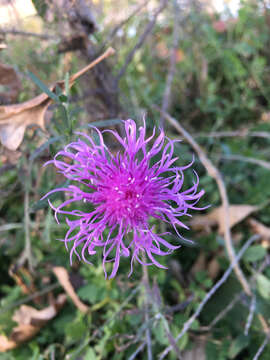 Image of spotted knapweed