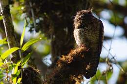 Image of Andean Potoo